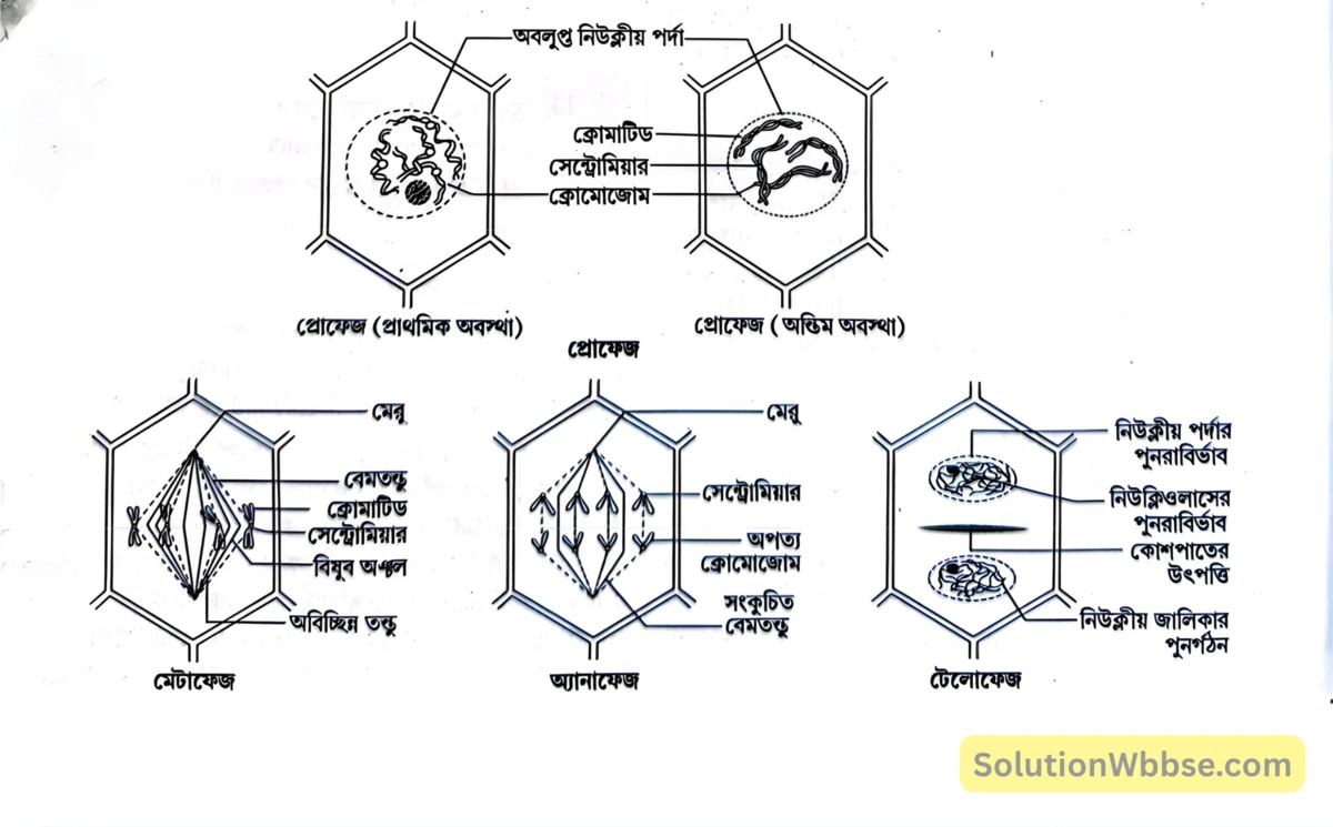 মাধ্যমিক জীবন বিজ্ঞান - জীবনের প্রবহমানতা - কোশ বিভাজন ও কোশচক্র - রচনাধর্মী প্রশ্নোত্তর 19 উদ্ভিদকোশে মাইটোসিস কোশ বিভাজনের চিহ্নিত চিত্র