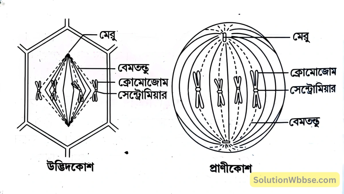 মাধ্যমিক জীবন বিজ্ঞান - জীবনের প্রবহমানতা - কোশ বিভাজন ও কোশচক্র - রচনাধর্মী প্রশ্নোত্তর 18 উদ্ভিদকোশ ও প্রাণীকোশ