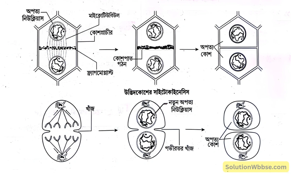 মাধ্যমিক জীবন বিজ্ঞান - জীবনের প্রবহমানতা - কোশ বিভাজন ও কোশচক্র - রচনাধর্মী প্রশ্নোত্তর 21 উদ্ভিদ ও প্রাণীকোশে সাইটোকাইনেসিসের চিহ্নিত চিত্র