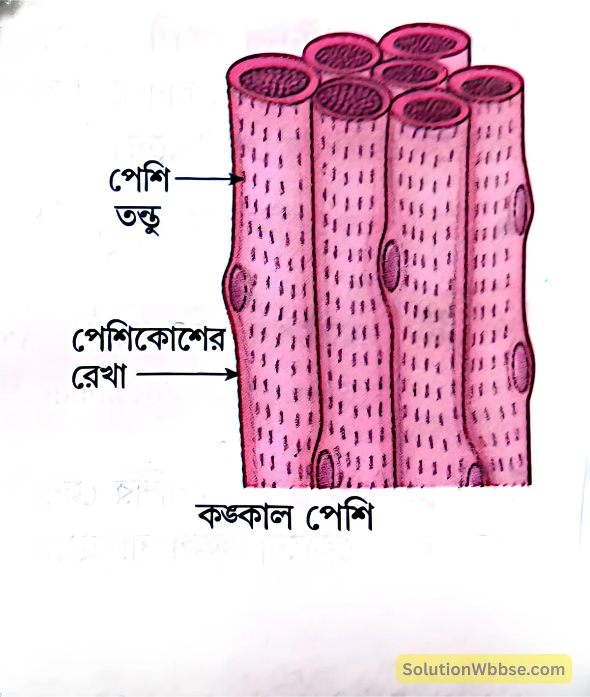 মাধ্যমিক জীবন বিজ্ঞান – জীবজগতে নিয়ন্ত্রণ ও সমন্বয় – প্রাণীদের সাড়াপ্রদানের একটি প্রকার হিসেবে গমন – সংক্ষিপ্ত প্রশ্নোত্তর 7 কঙ্কাল পেশি