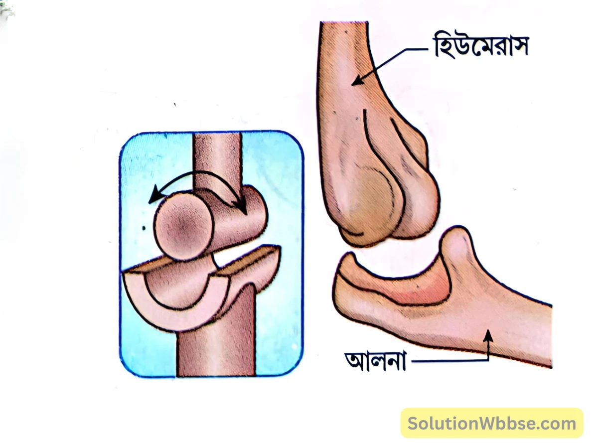 কবজা বা হিঞ্জ সন্ধি