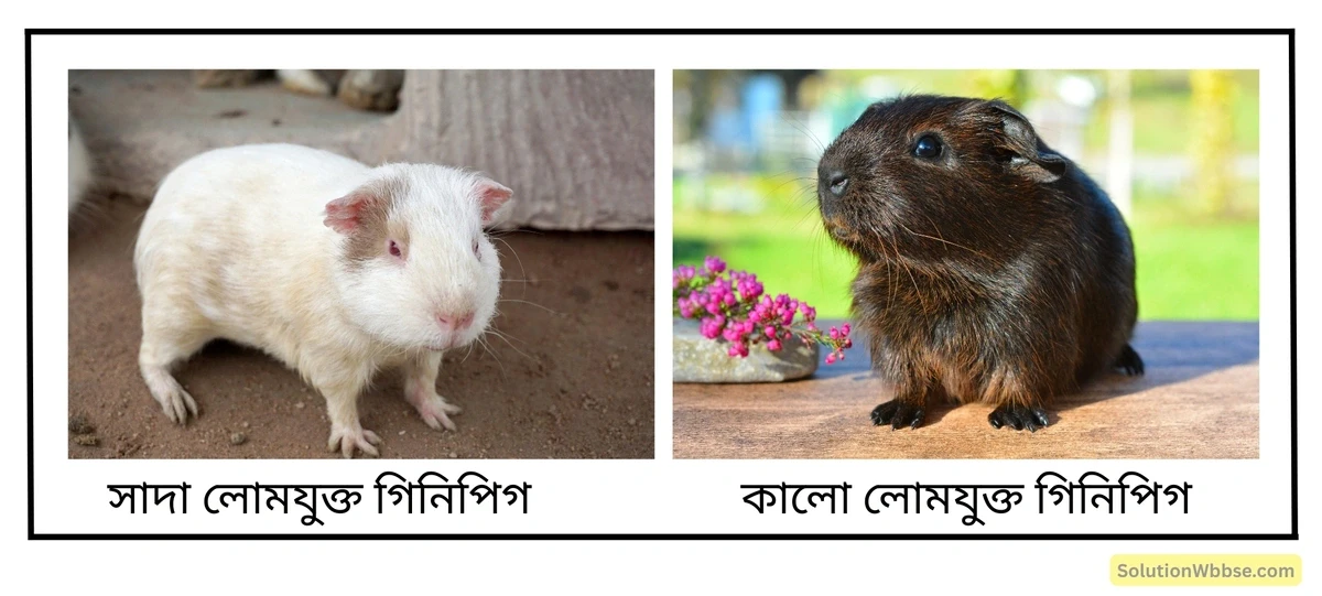 কালো লোম ও সাদা লোমযুক্ত গিনিপিগ