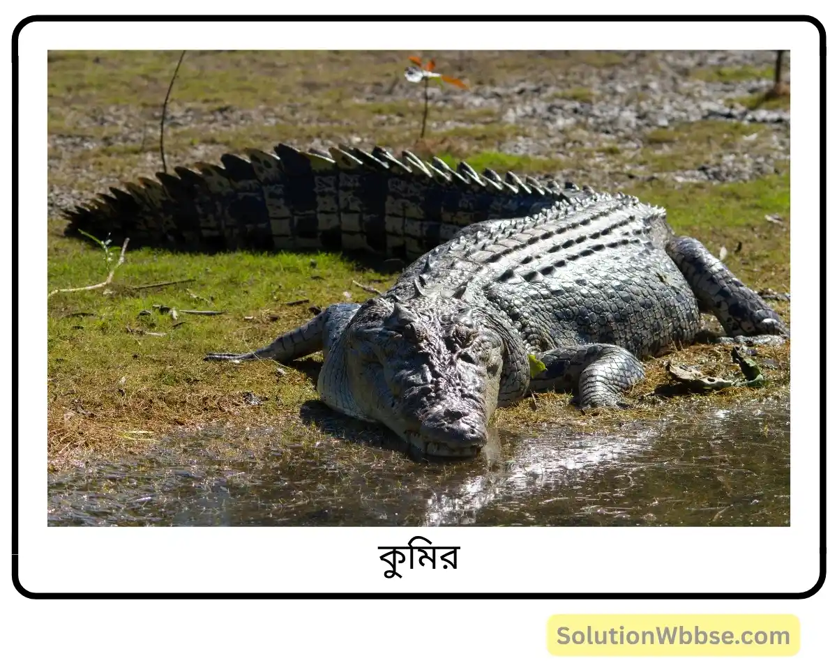 মাধ্যমিক জীবন বিজ্ঞান – পরিবেশ, তার সম্পদ এবং তাদের সংরক্ষণ – জীববৈচিত্র্য এবং সংরক্ষণ – রচনাধর্মী প্রশ্নোত্তর 11 কুমির
