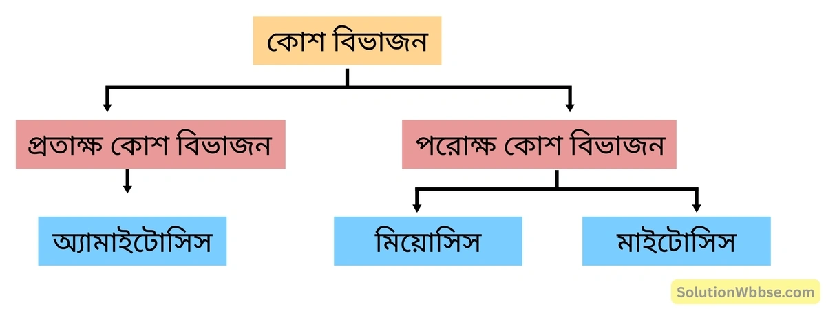 কোশ বিভাজন-