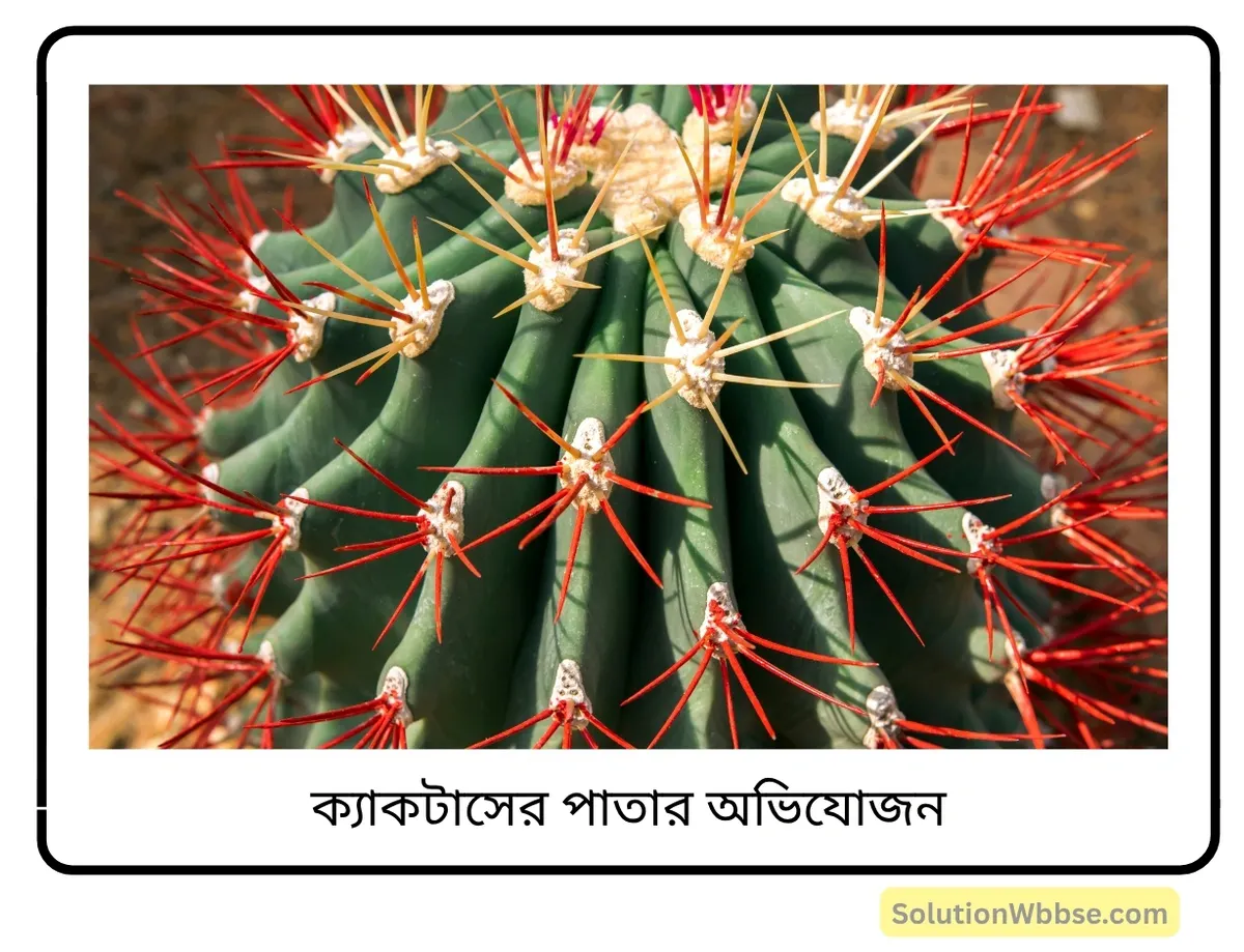 মাধ্যমিক জীবন বিজ্ঞান – অভিব্যক্তি ও অভিযোজন – আচরণ এবং অভিযোজন – রচনাধর্মী প্রশ্নোত্তর 2 ক্যাকটাসের পাতার অভিযোজন