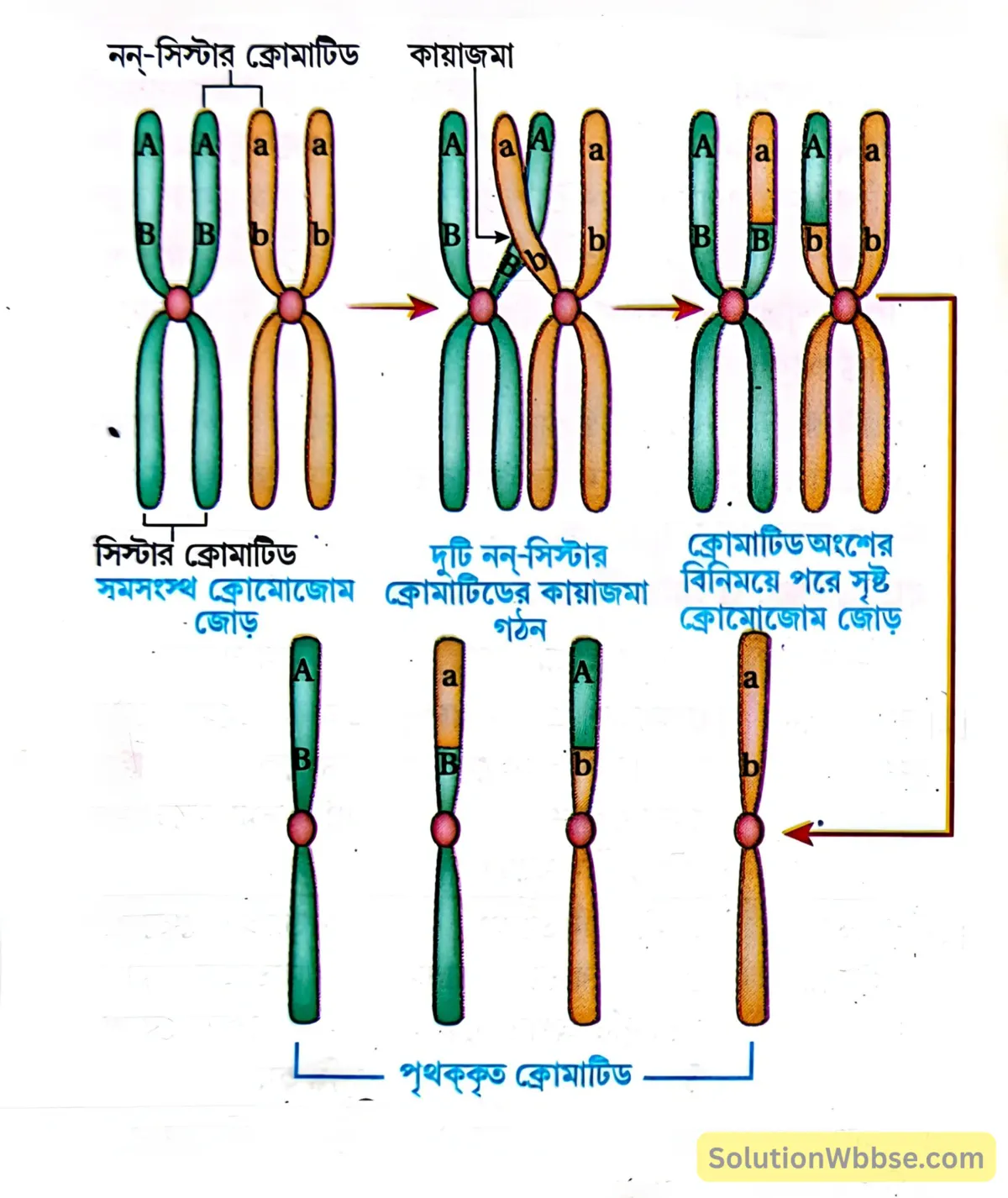 মাধ্যমিক জীবন বিজ্ঞান - জীবনের প্রবহমানতা - কোশ বিভাজন ও কোশচক্র - রচনাধর্মী প্রশ্নোত্তর 17 ক্রসিং ওভার ও কায়াজমা গঠন