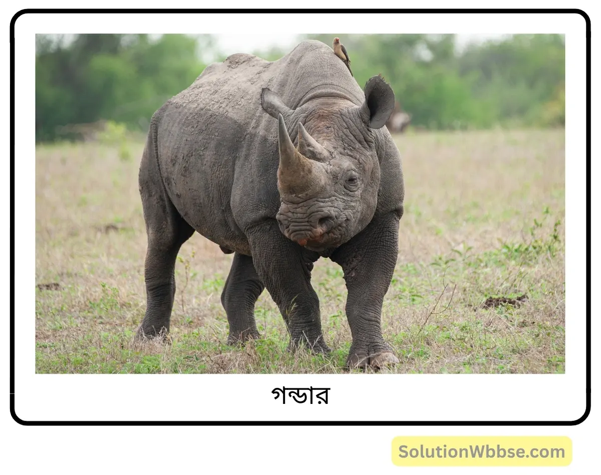 মাধ্যমিক জীবন বিজ্ঞান – পরিবেশ, তার সম্পদ এবং তাদের সংরক্ষণ – জীববৈচিত্র্য এবং সংরক্ষণ – রচনাধর্মী প্রশ্নোত্তর 9 গন্ডার