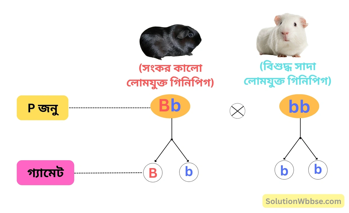 গিনিপিগের সংকরায়ণ পরীক্ষা-