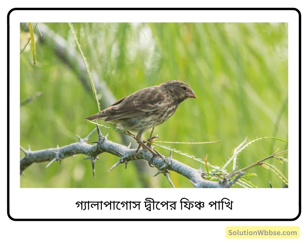 মাধ্যমিক জীবন বিজ্ঞান – অভিব্যক্তি ও অভিযোজন – অভিব্যক্তি – অতিসংক্ষিপ্ত প্রশ্নোত্তর 2 গ্যালাপাগোস দ্বীপের ফিঞ্চ পাখি