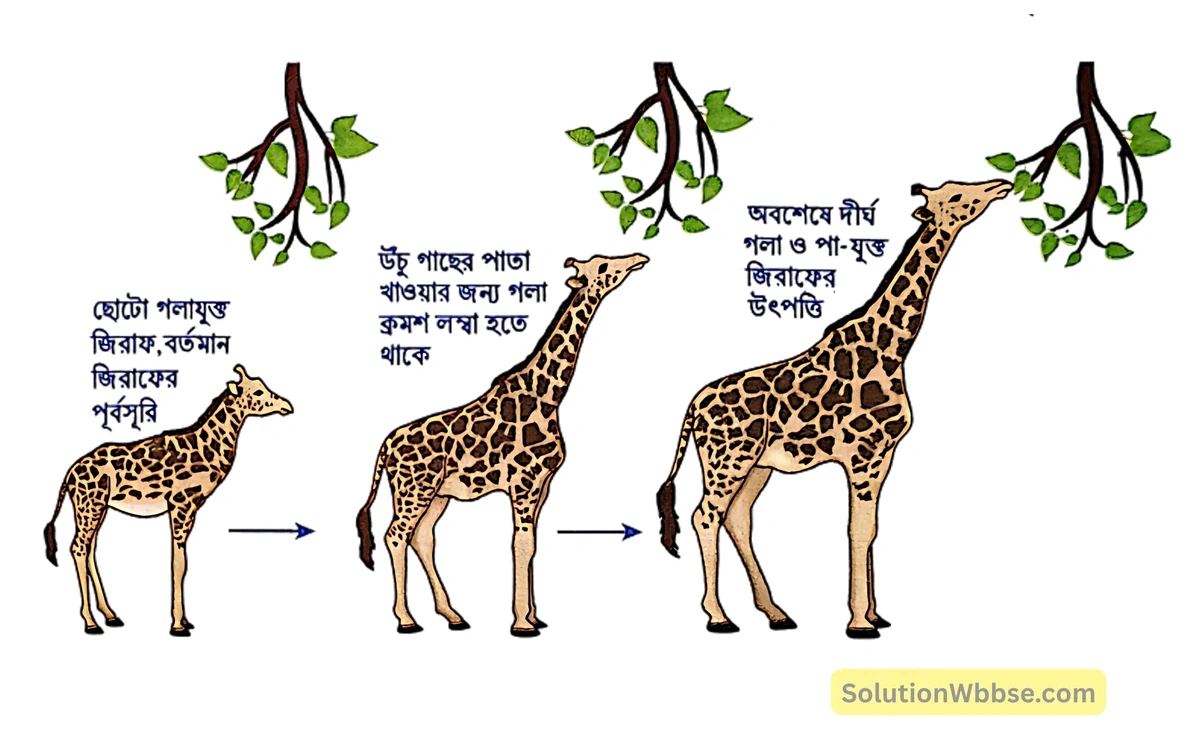 মাধ্যমিক জীবন বিজ্ঞান – অভিব্যক্তি ও অভিযোজন – অভিব্যক্তি – রচনাধর্মী প্রশ্নোত্তর 4 জিরাফের লম্বা গলার ব্যাখ্যা