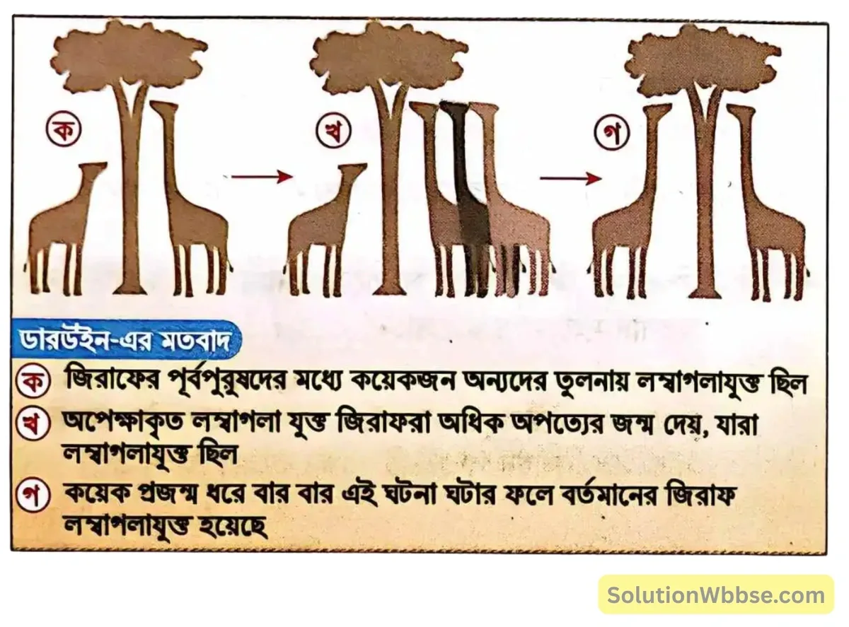 মাধ্যমিক জীবন বিজ্ঞান – অভিব্যক্তি ও অভিযোজন – অভিব্যক্তি – রচনাধর্মী প্রশ্নোত্তর 9 জিরাফের লম্বা গ্রীবা সম্পর্কে ডারউইনের মত