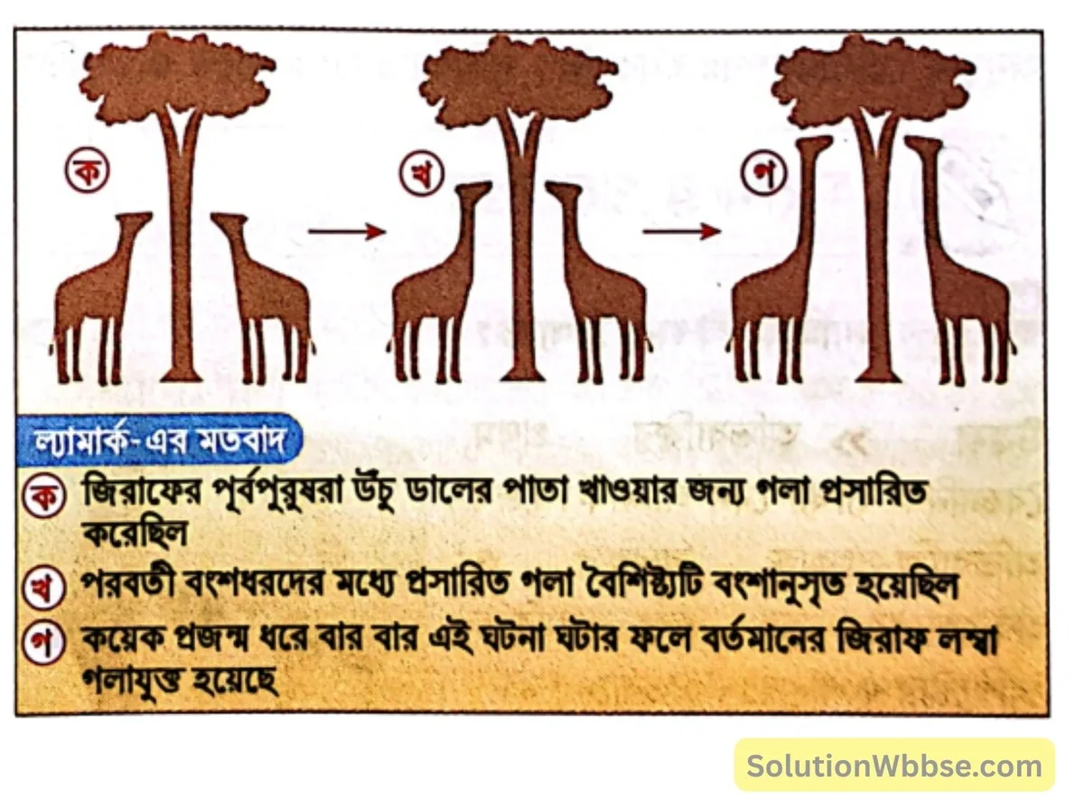 মাধ্যমিক জীবন বিজ্ঞান – অভিব্যক্তি ও অভিযোজন – অভিব্যক্তি – রচনাধর্মী প্রশ্নোত্তর 8 জিরাফের লম্বা গ্রীবা সম্পর্কে ল্যামার্কের মত