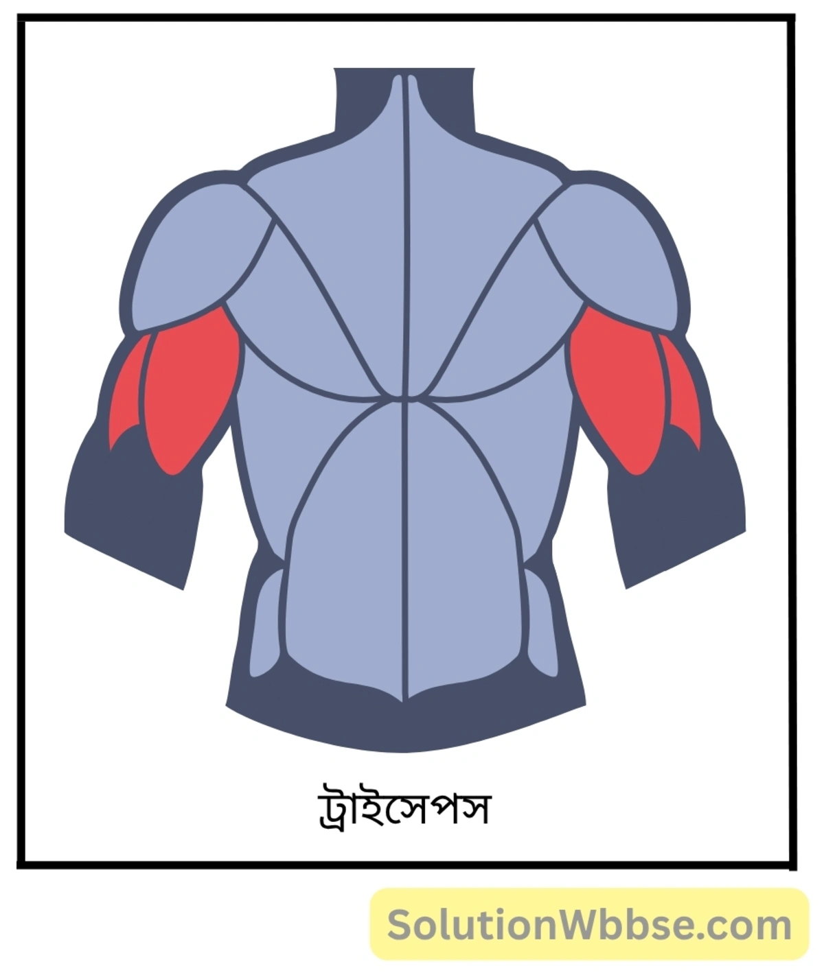 মাধ্যমিক জীবন বিজ্ঞান – জীবজগতে নিয়ন্ত্রণ ও সমন্বয় – প্রাণীদের সাড়াপ্রদানের একটি প্রকার হিসেবে গমন – অতিসংক্ষিপ্ত প্রশ্নোত্তর 5 ট্রাইসেপস