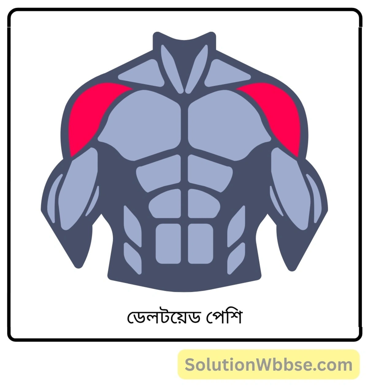 মাধ্যমিক জীবন বিজ্ঞান – জীবজগতে নিয়ন্ত্রণ ও সমন্বয় – প্রাণীদের সাড়াপ্রদানের একটি প্রকার হিসেবে গমন – সংক্ষিপ্ত প্রশ্নোত্তর 9 ডেলটয়েড পেশি