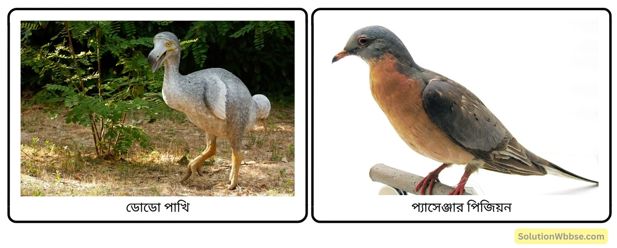 মাধ্যমিক জীবন বিজ্ঞান – পরিবেশ, তার সম্পদ এবং তাদের সংরক্ষণ – জীববৈচিত্র্য এবং সংরক্ষণ - সংক্ষিপ্ত প্রশ্নোত্তর 11 ডোডো পাখি ও প্যাসেঞ্জার পিজিয়ন