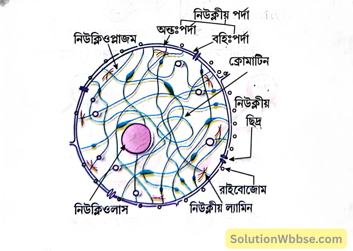 নিউক্লিয়াস -