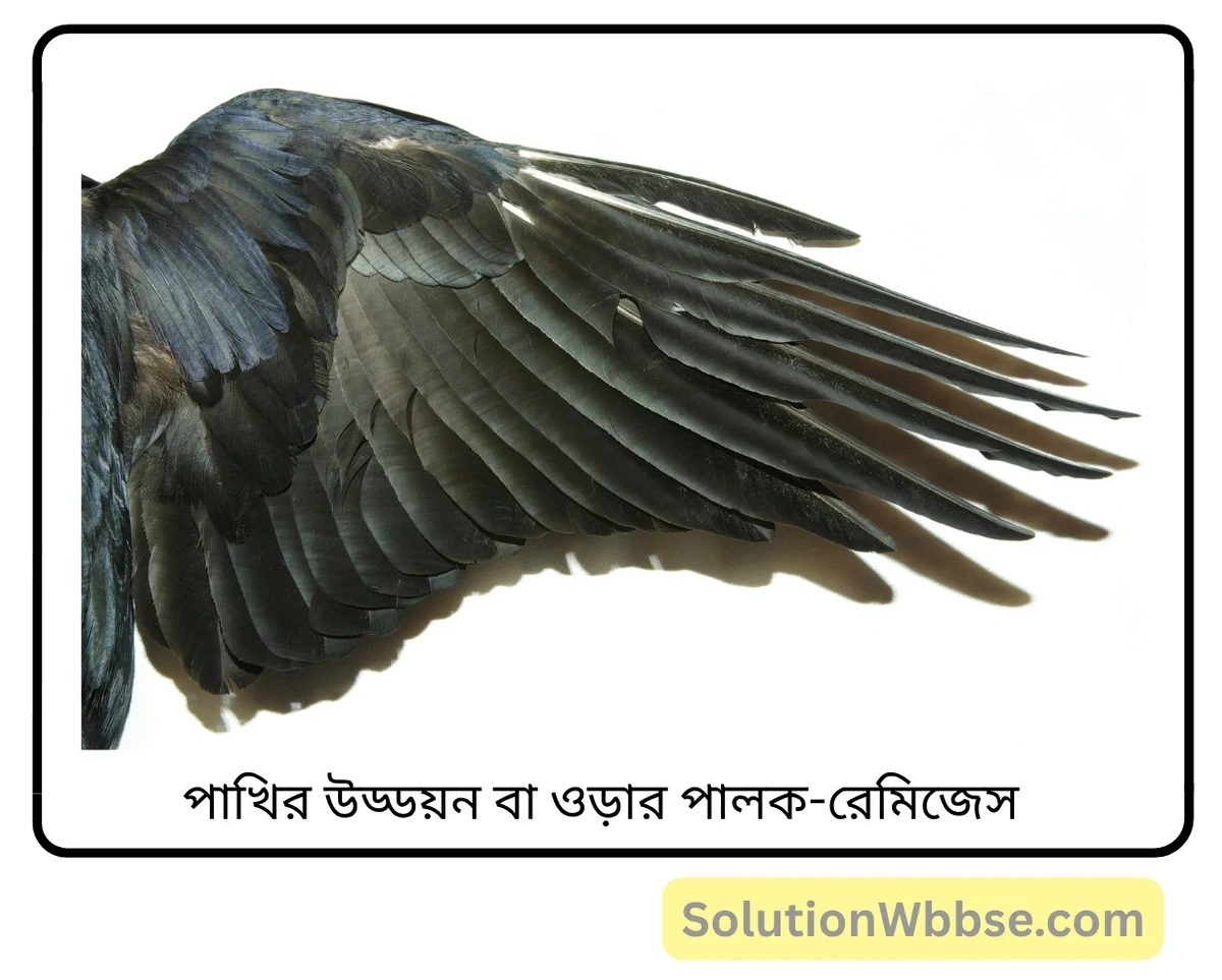 মাধ্যমিক জীবন বিজ্ঞান – জীবজগতে নিয়ন্ত্রণ ও সমন্বয় – প্রাণীদের সাড়াপ্রদানের একটি প্রকার হিসেবে গমন – সংক্ষিপ্ত প্রশ্নোত্তর 5 পাখির উড্ডয়ন বা ওড়ার পালক-রেমিজেস