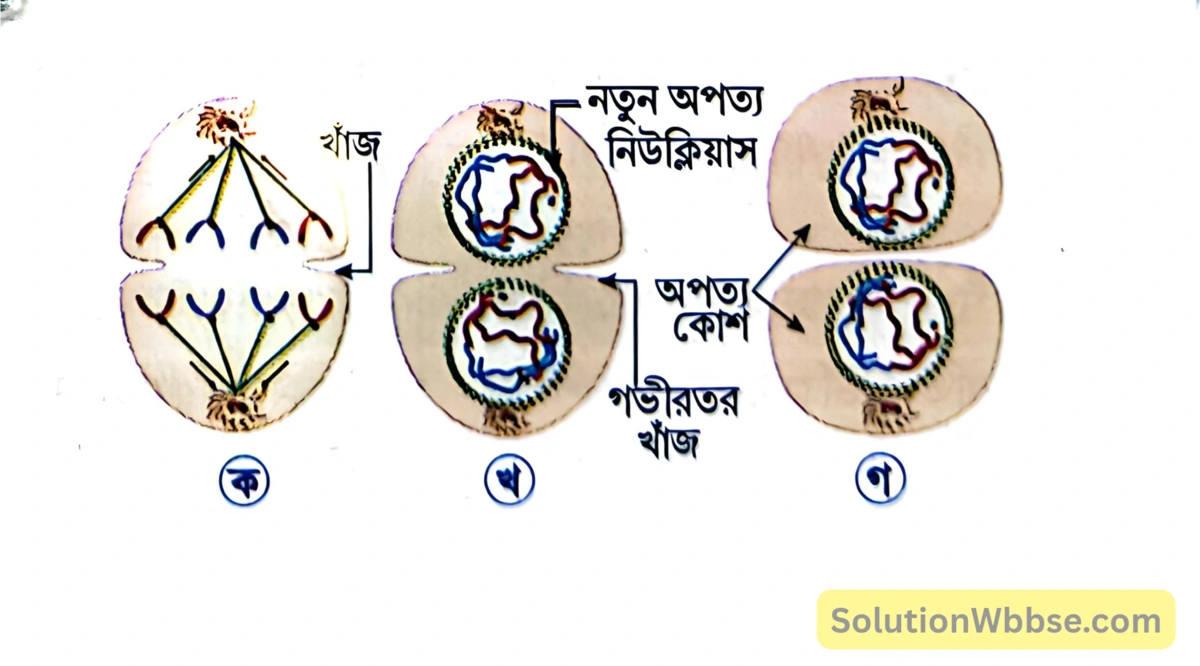 মাধ্যমিক জীবন বিজ্ঞান - জীবনের প্রবহমানতা - কোশ বিভাজন ও কোশচক্র - রচনাধর্মী প্রশ্নোত্তর 15 প্রাণীকোশের সাইটোকাইনেসিস