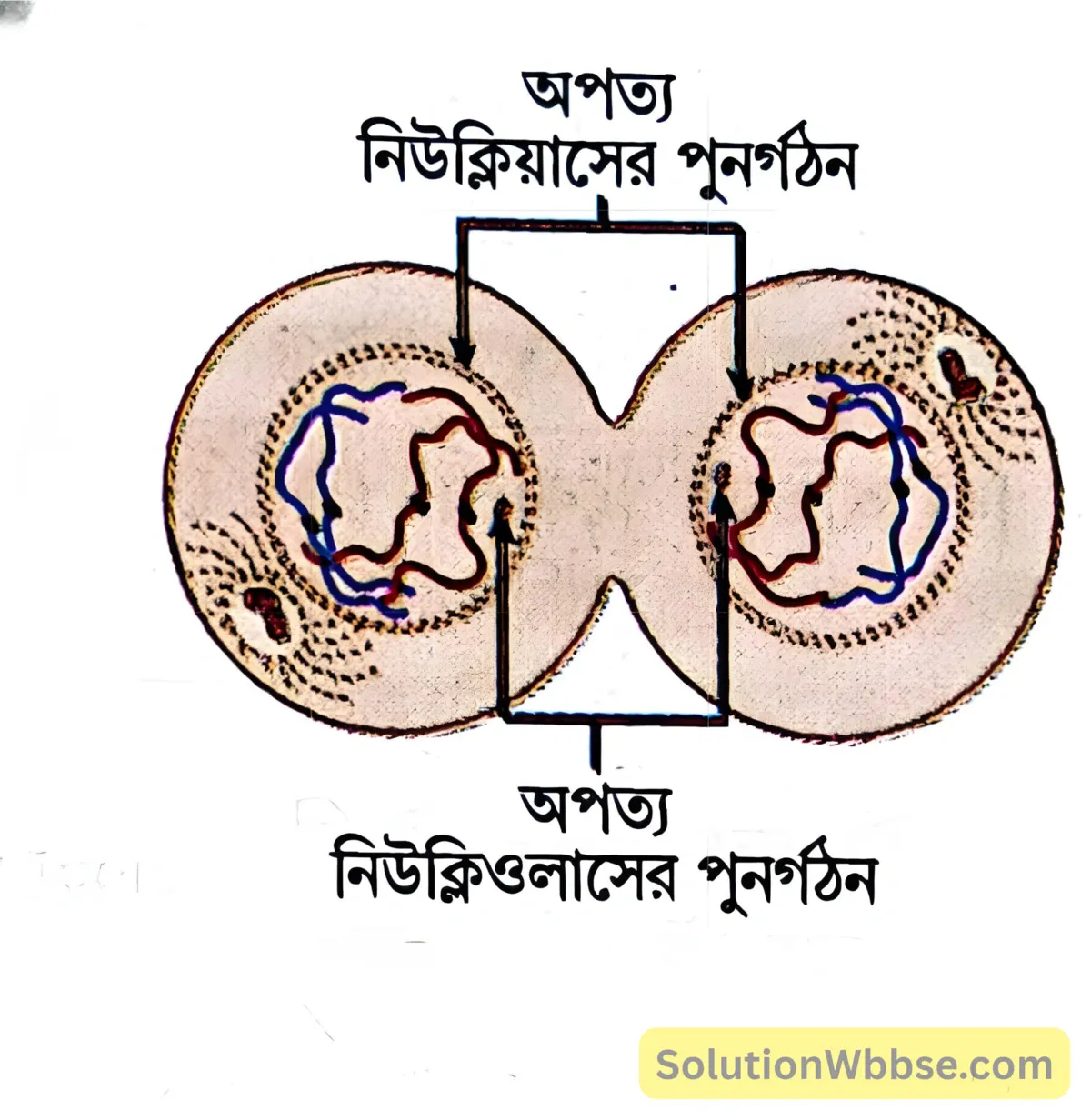 মাধ্যমিক জীবন বিজ্ঞান - জীবনের প্রবহমানতা - কোশ বিভাজন ও কোশচক্র - রচনাধর্মী প্রশ্নোত্তর 13 প্রাণীকোশে টেলোফেজ