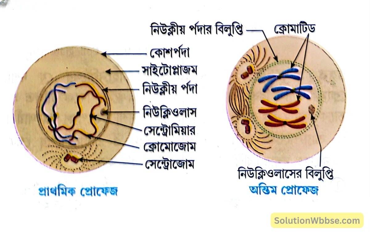 মাধ্যমিক জীবন বিজ্ঞান - জীবনের প্রবহমানতা - কোশ বিভাজন ও কোশচক্র - রচনাধর্মী প্রশ্নোত্তর 9 প্রাণীকোশে প্রোফেজ
