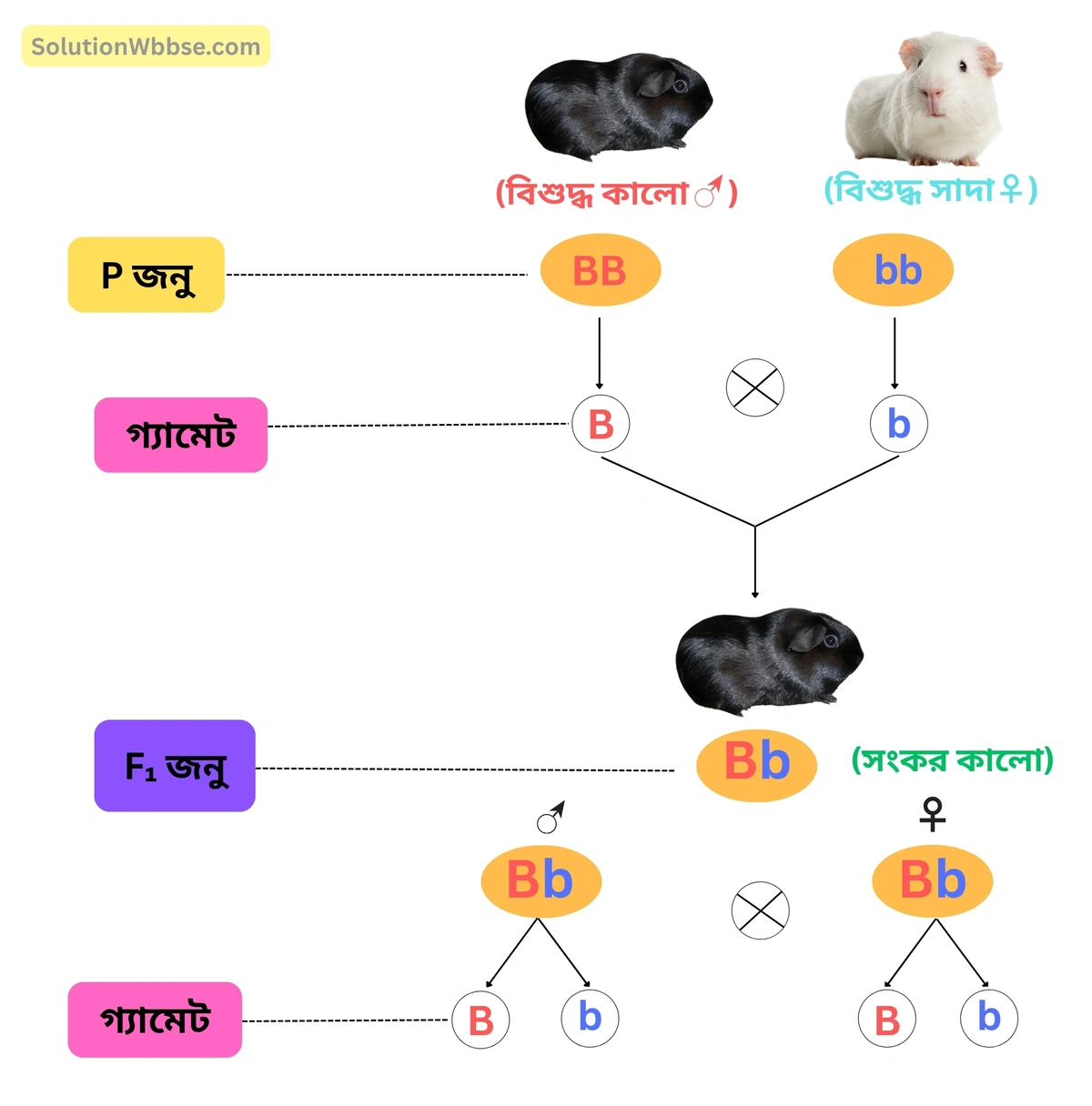প্রাণীর একসংকর জননের পরীক্ষা-