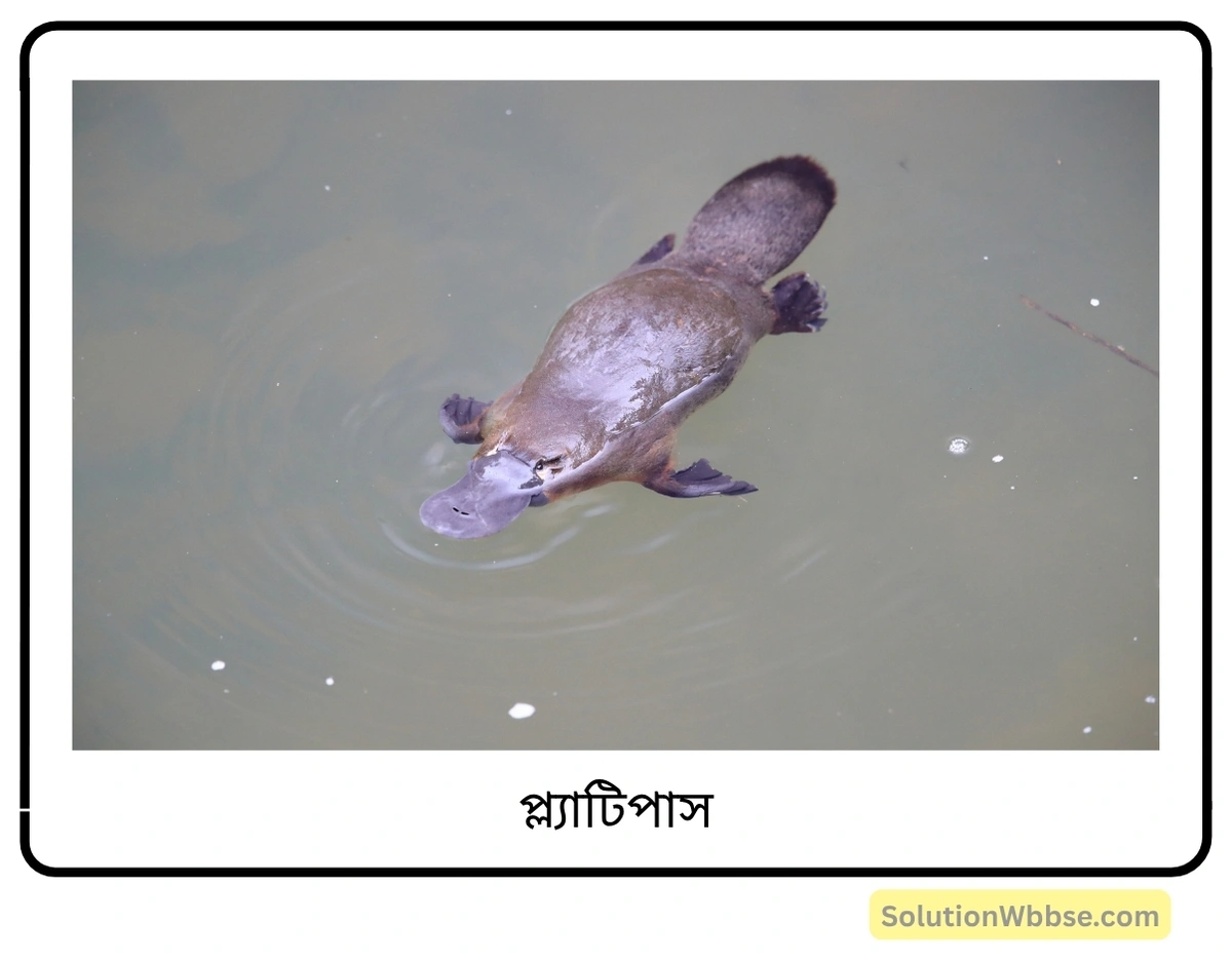 মাধ্যমিক জীবন বিজ্ঞান – অভিব্যক্তি ও অভিযোজন – অভিব্যক্তি – অতিসংক্ষিপ্ত প্রশ্নোত্তর 5 প্ল্যাটিপাস-