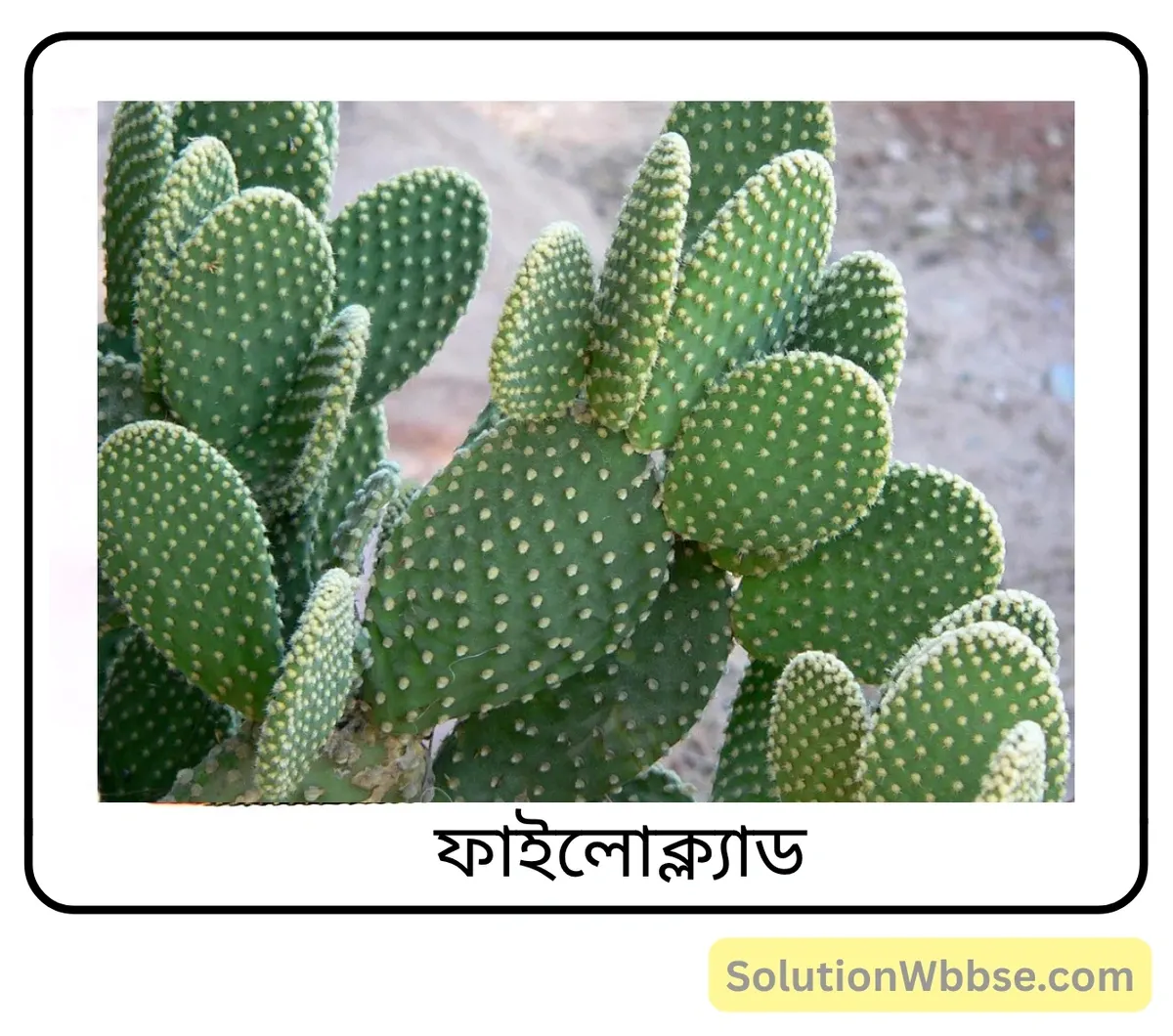 মাধ্যমিক জীবন বিজ্ঞান – অভিব্যক্তি ও অভিযোজন – আচরণ এবং অভিযোজন – অতিসংক্ষিপ্ত প্রশ্নোত্তর 2 ফাইলোক্ল্যাড বা পর্ণকাণ্ড