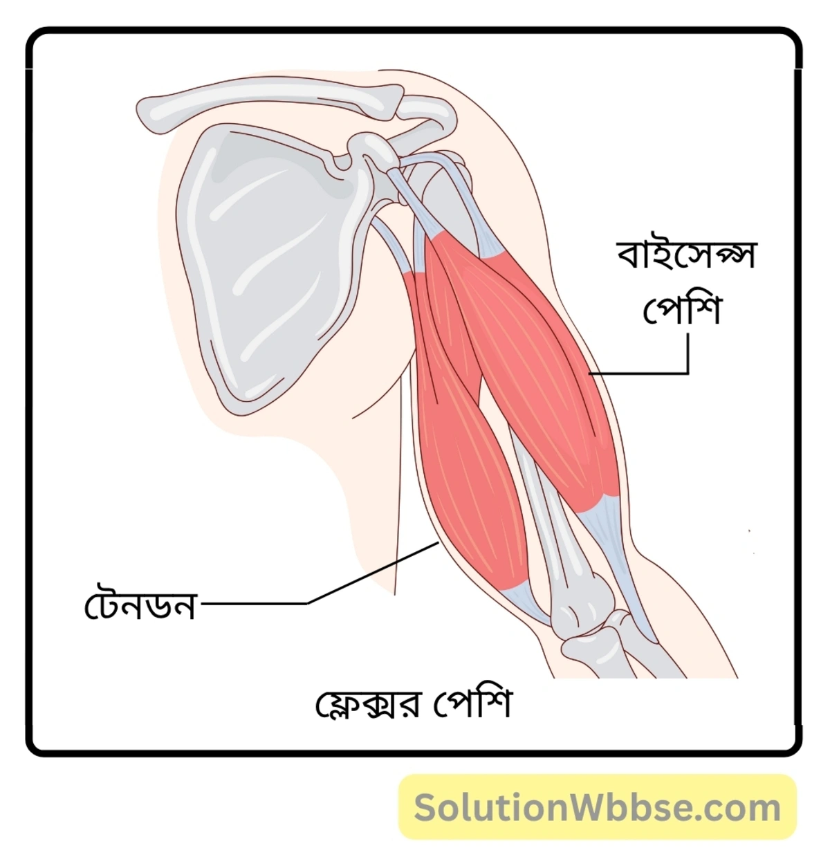 মাধ্যমিক জীবন বিজ্ঞান – জীবজগতে নিয়ন্ত্রণ ও সমন্বয় – প্রাণীদের সাড়াপ্রদানের একটি প্রকার হিসেবে গমন – সংক্ষিপ্ত প্রশ্নোত্তর 8 ফ্লেক্সর পেশি