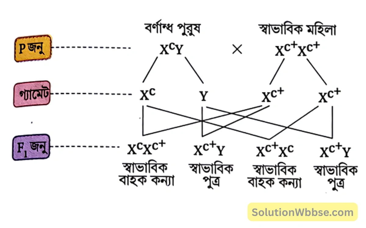 বর্ণান্ধতার কীভাবে বংশগত সঞ্চরণ ঘটে তা একটি ক্রসের সাহায্যে দেখাও।