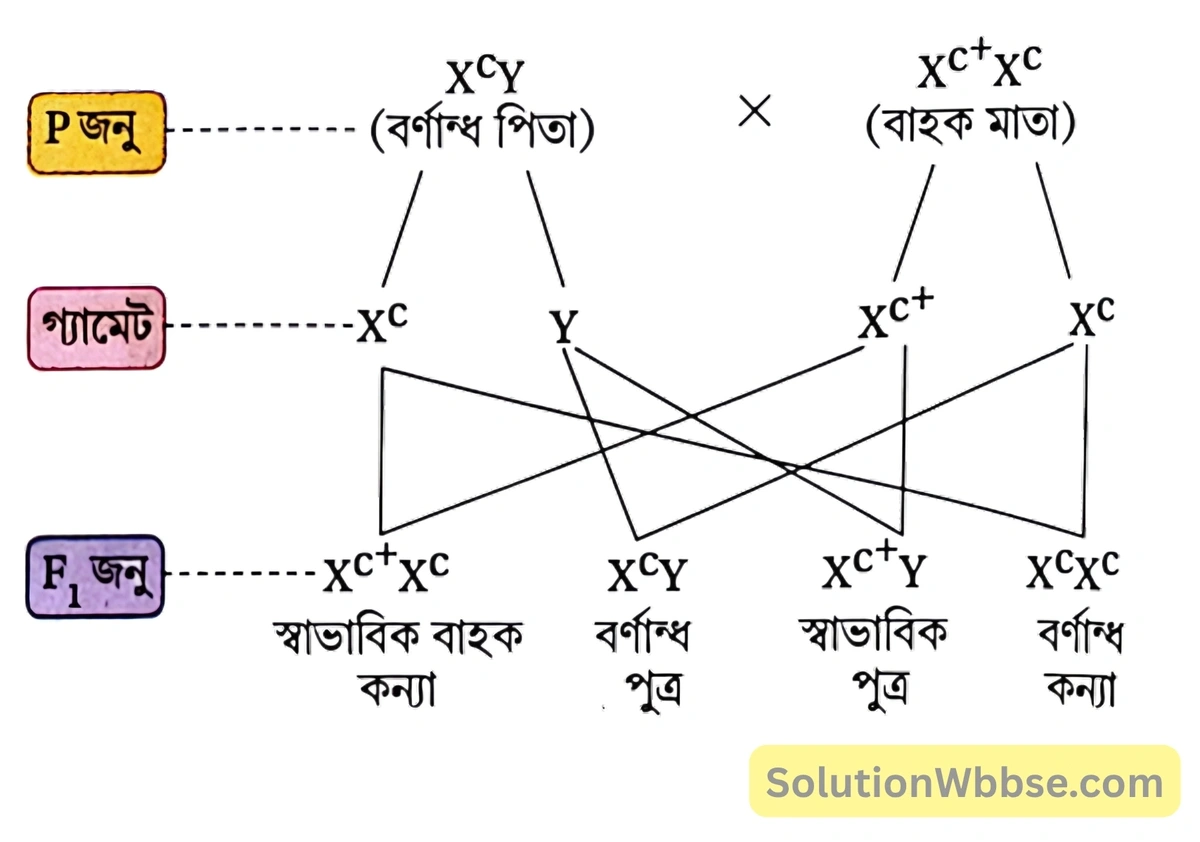 বর্ণান্ধ পুরুষ ও ওই রোগের বাহক মহিলা