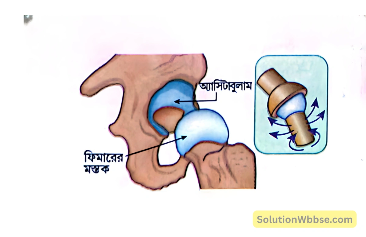 বল ও সকেট সন্ধি