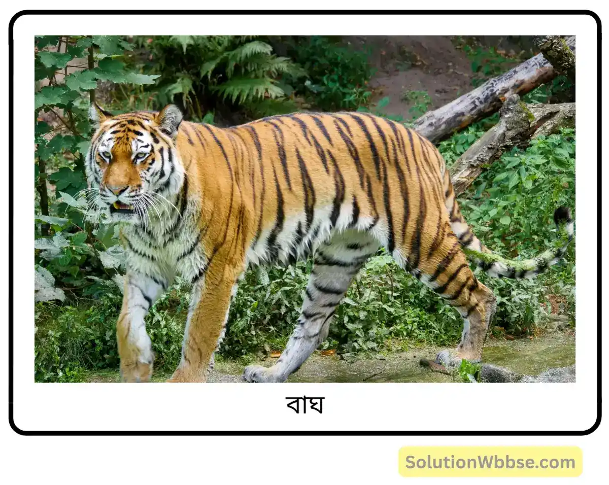 মাধ্যমিক জীবন বিজ্ঞান – পরিবেশ, তার সম্পদ এবং তাদের সংরক্ষণ – জীববৈচিত্র্য এবং সংরক্ষণ – রচনাধর্মী প্রশ্নোত্তর 8 বাঘ