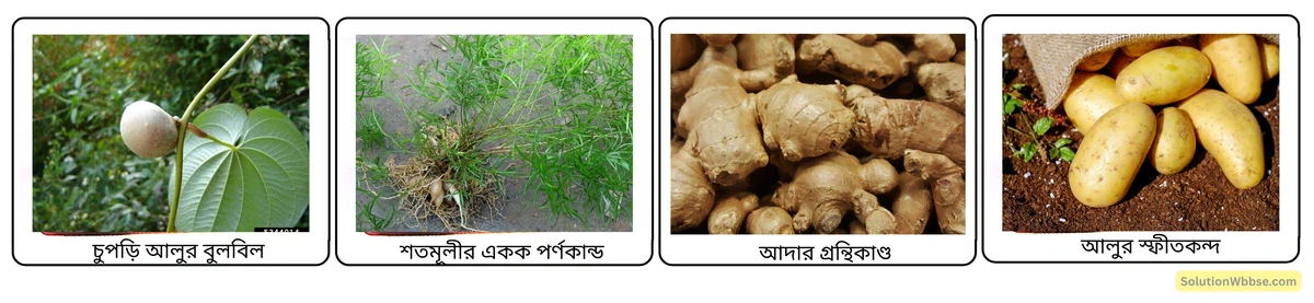 মাধ্যমিক জীবন বিজ্ঞান – অভিব্যক্তি ও অভিযোজন – অভিব্যক্তি – রচনাধর্মী প্রশ্নোত্তর 14 বিভিন্ন উদ্ভিদের সমসংস্থ অঙ্গ