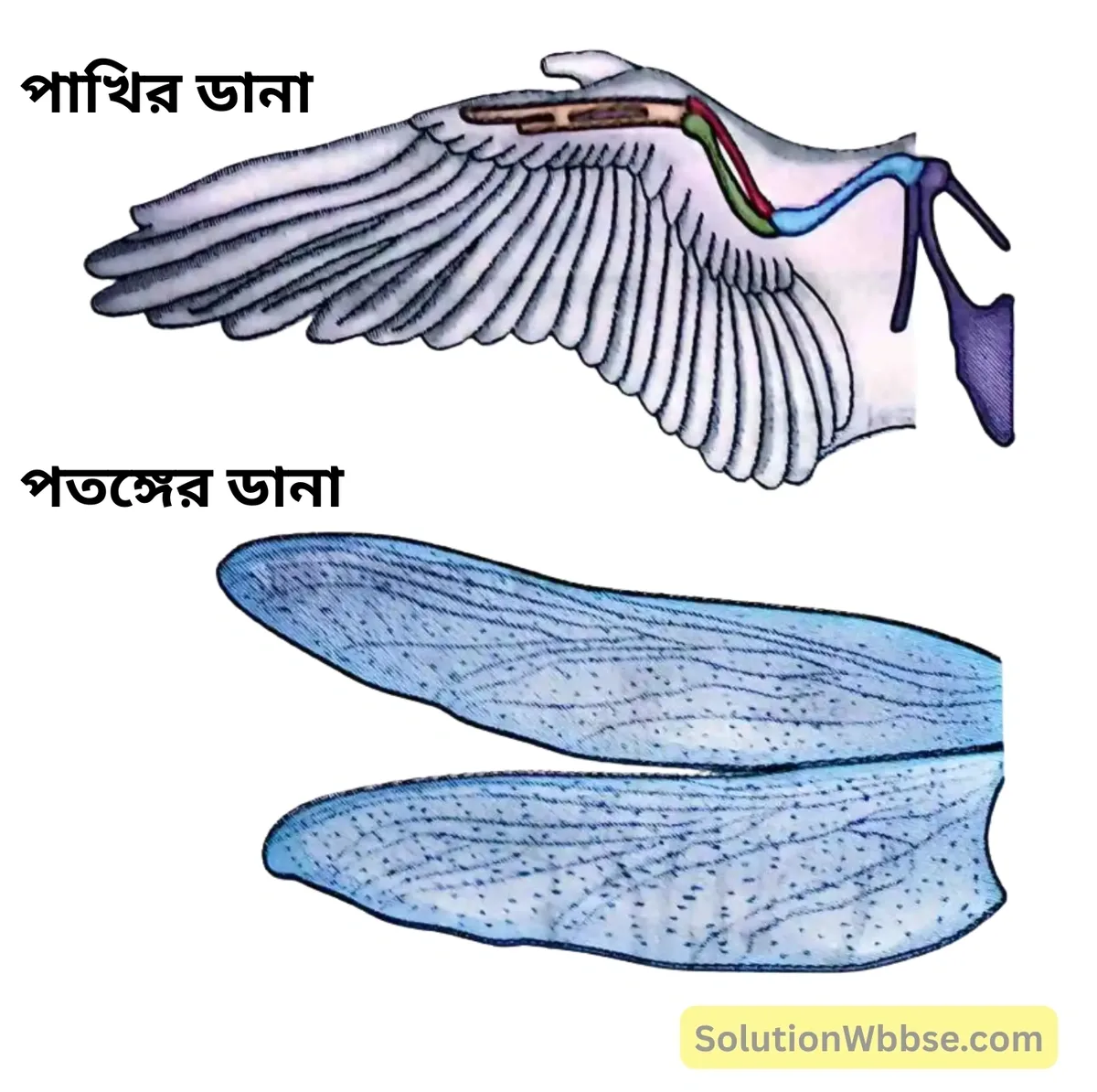 মাধ্যমিক জীবন বিজ্ঞান – অভিব্যক্তি ও অভিযোজন – অভিব্যক্তি – রচনাধর্মী প্রশ্নোত্তর 15 বিভিন্ন প্রাণীর সমবৃত্তীয় অঙ্গ-