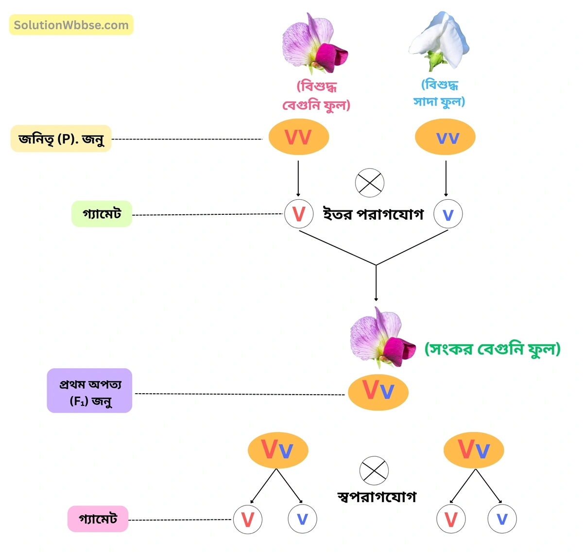 বিশুদ্ধ বেগুনি ফুল (প্রকট) ও বিশুদ্ধ সাদা ফুল (প্রচ্ছন্ন) ধারণকারী দুটি মটর গাছের মধ্যে সংকরায়ণ