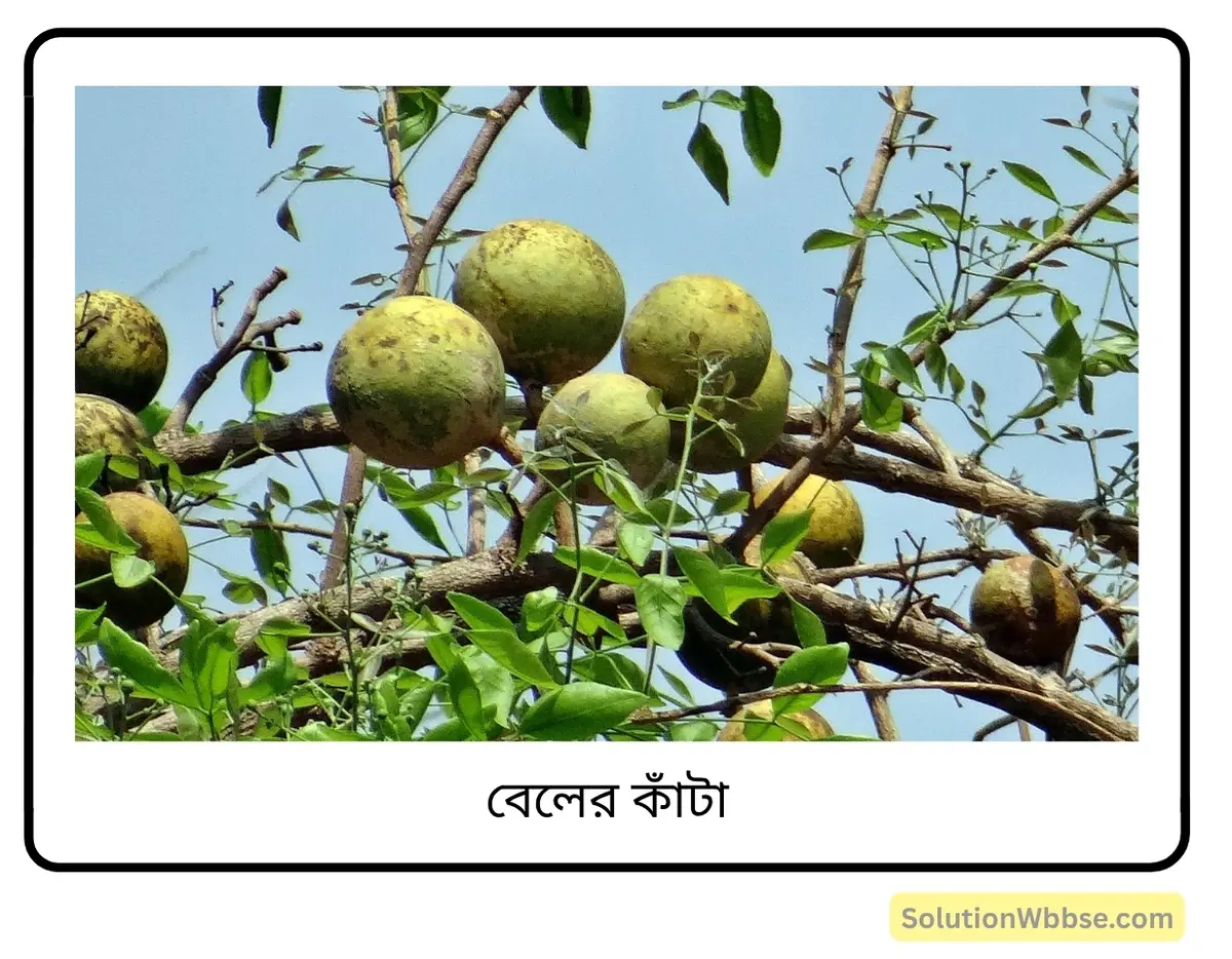 মাধ্যমিক জীবন বিজ্ঞান – অভিব্যক্তি ও অভিযোজন – অভিব্যক্তি – সংক্ষিপ্ত প্রশ্নোত্তর 7 বেলের কাঁটা-