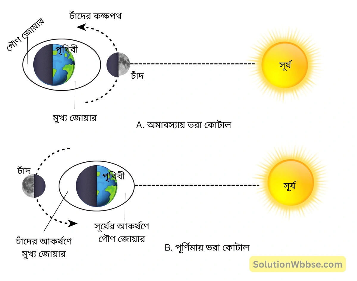 ভরা কোটাল ও মরা কোটাল কীভাবে ঘটে চিত্রসহ লেখো। 2 ভরা কোটাল