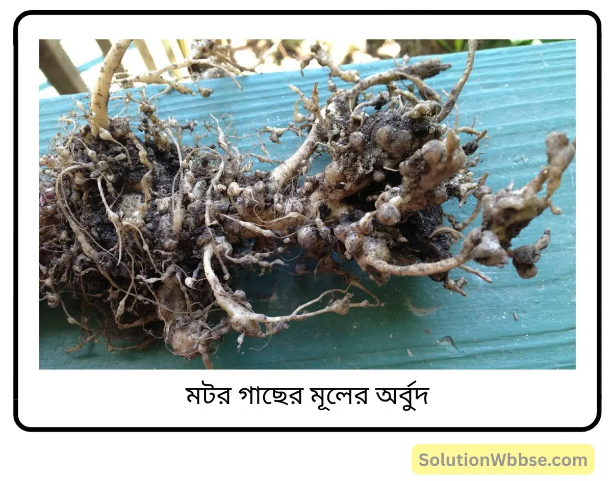 মাধ্যমিক জীবন বিজ্ঞান - পরিবেশ তার সম্পদ এবং তাদের সংরক্ষণ - নাইট্রোজেন চক্র - রচনাধর্মী প্রশ্নোত্তর 2 মটর গাছের মূলের অর্বুদ-