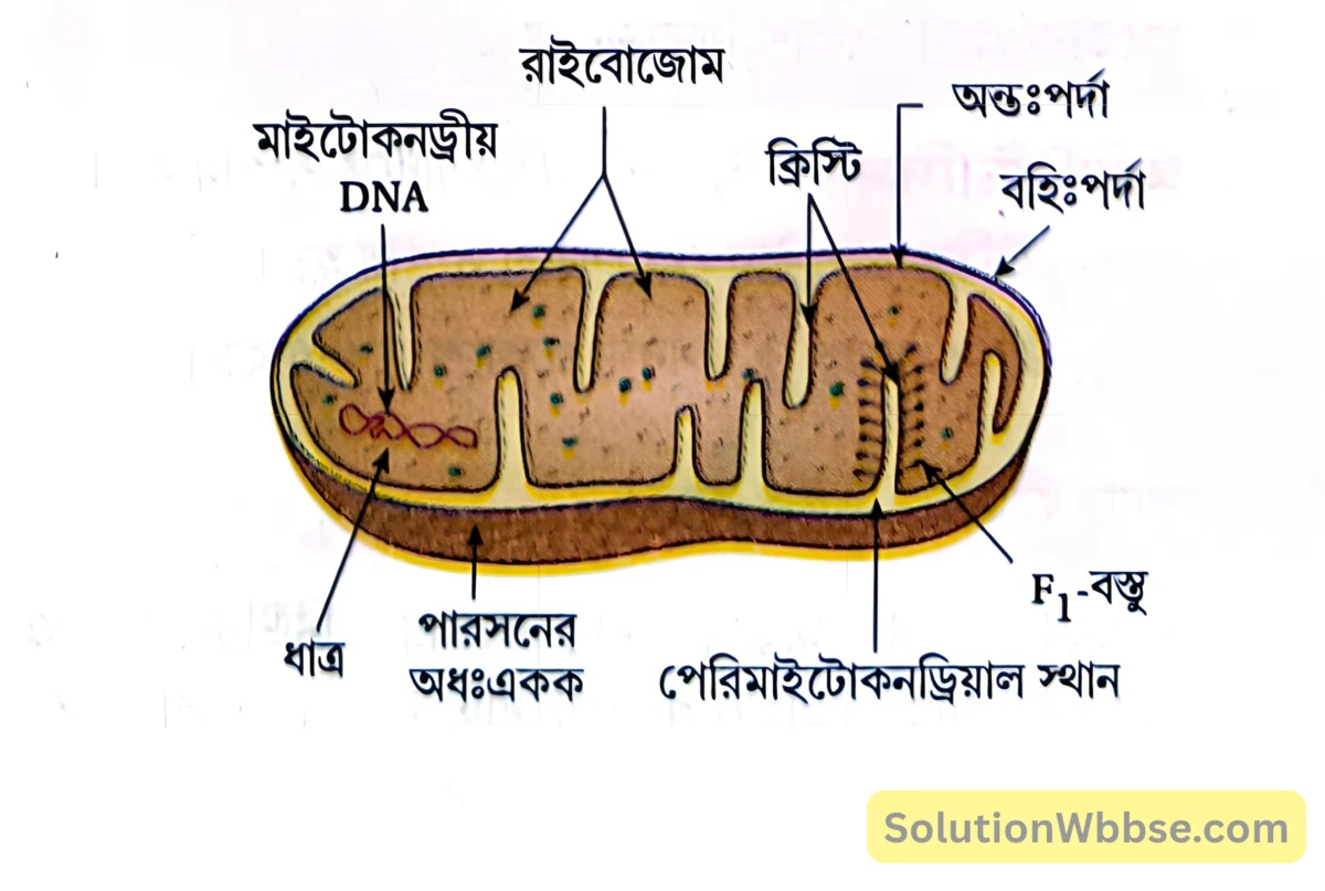 মাইটোকনড্রিয়া -
