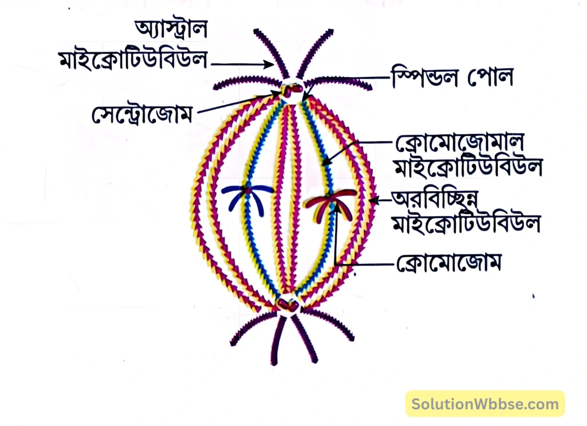 মাইটোটিক অ্যাপারেটাস-