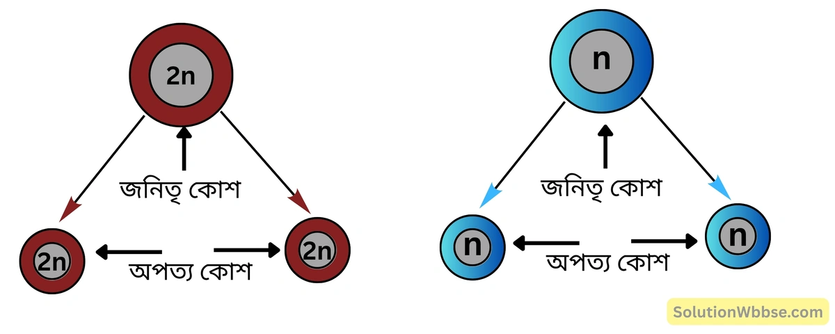 মাইটোসিসকে সমবিভাজন-