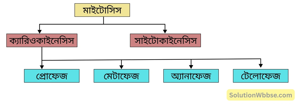 মাইটোসিস কোশ বিভাজনের বিভিন্ন দশা