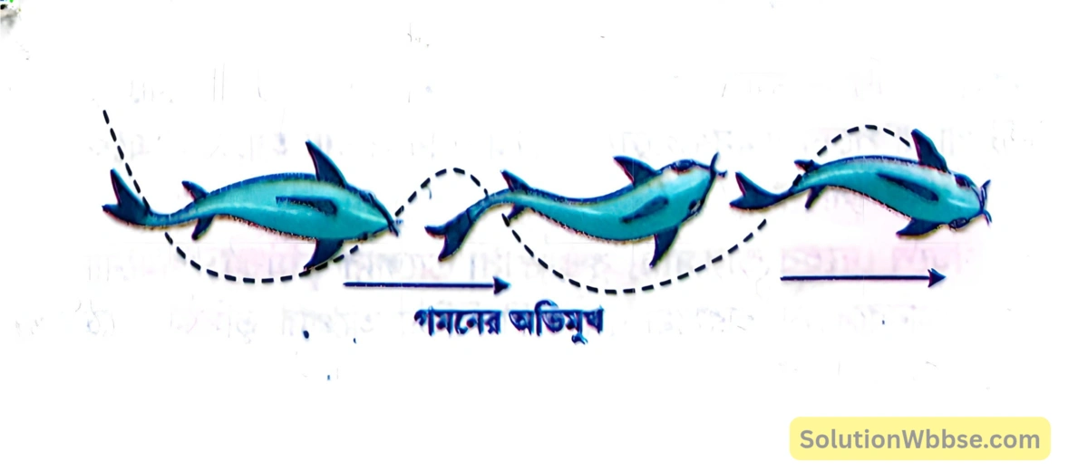 মাছের গমন