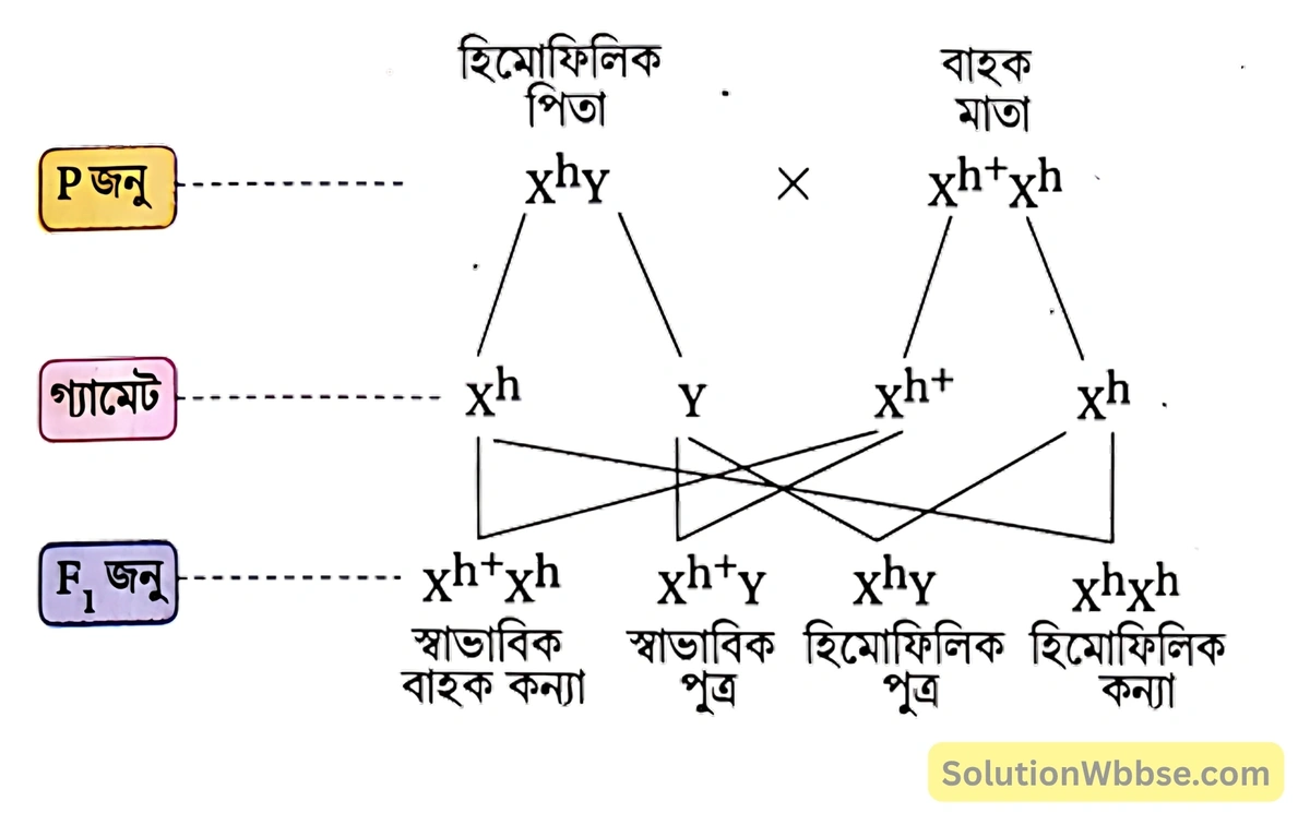 মাতা হিমোফিলিয়ার বাহক ও পিতা হিমোফিলিয়ায় আক্রান্ত