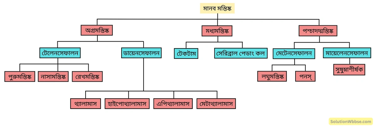 মাধ্যমিক জীবন বিজ্ঞান – জীবজগতে নিয়ন্ত্রণ ও সমন্বয় – প্রাণীদের সাড়াপ্রদান ও ভৌত সমন্বয় - স্নায়ুতন্ত্র - রচনাধর্মী প্রশ্নোত্তর 9 মানব মস্তিষ্কের বিভিন্ন অংশ