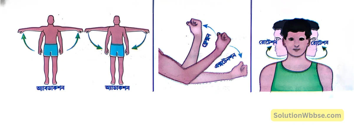 মানুষের কঙ্কাল পেশি