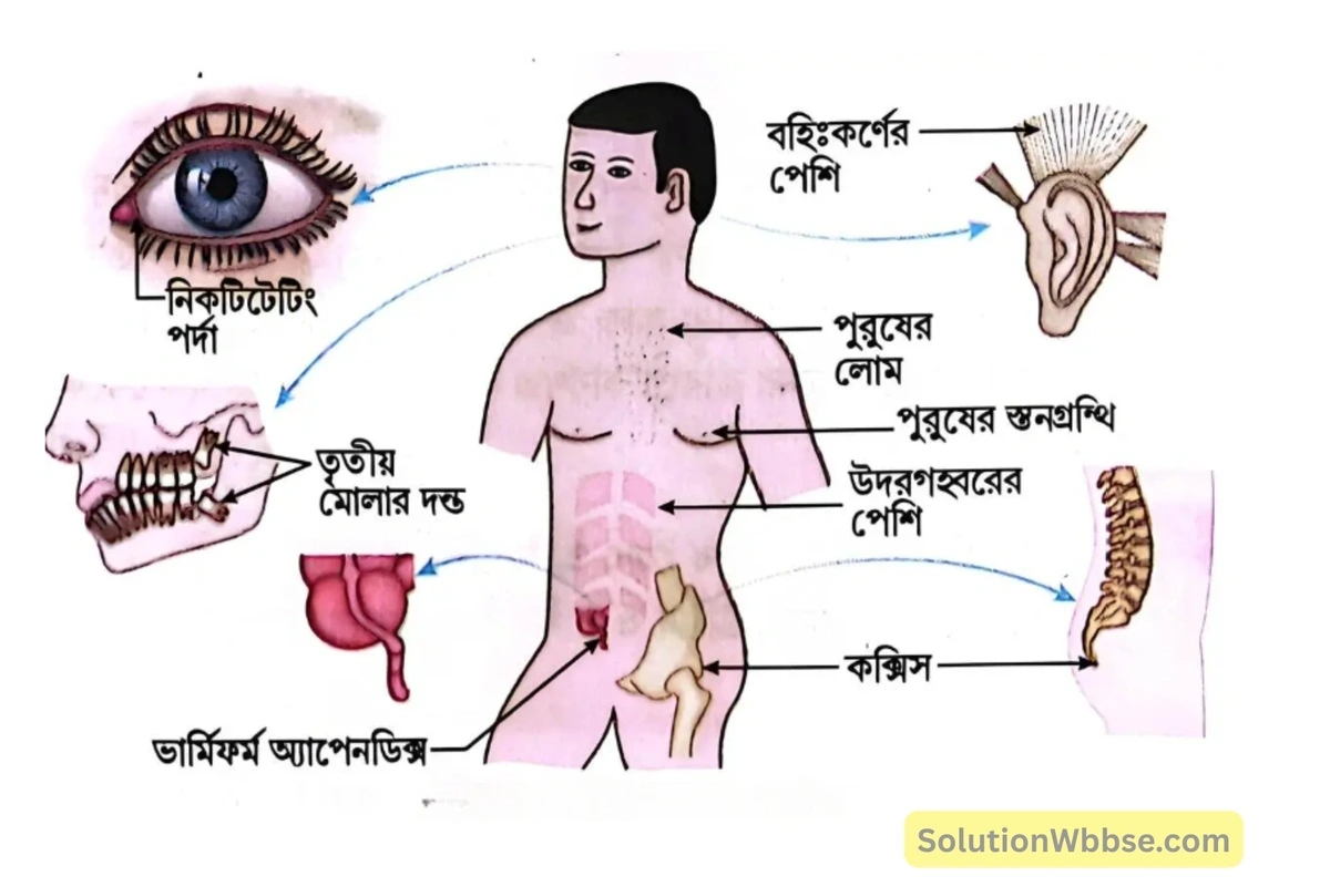 মাধ্যমিক জীবন বিজ্ঞান – অভিব্যক্তি ও অভিযোজন – অভিব্যক্তি – রচনাধর্মী প্রশ্নোত্তর 18 মানুষের বিভিন্ন লুপ্তপ্রায় অঙ্গ