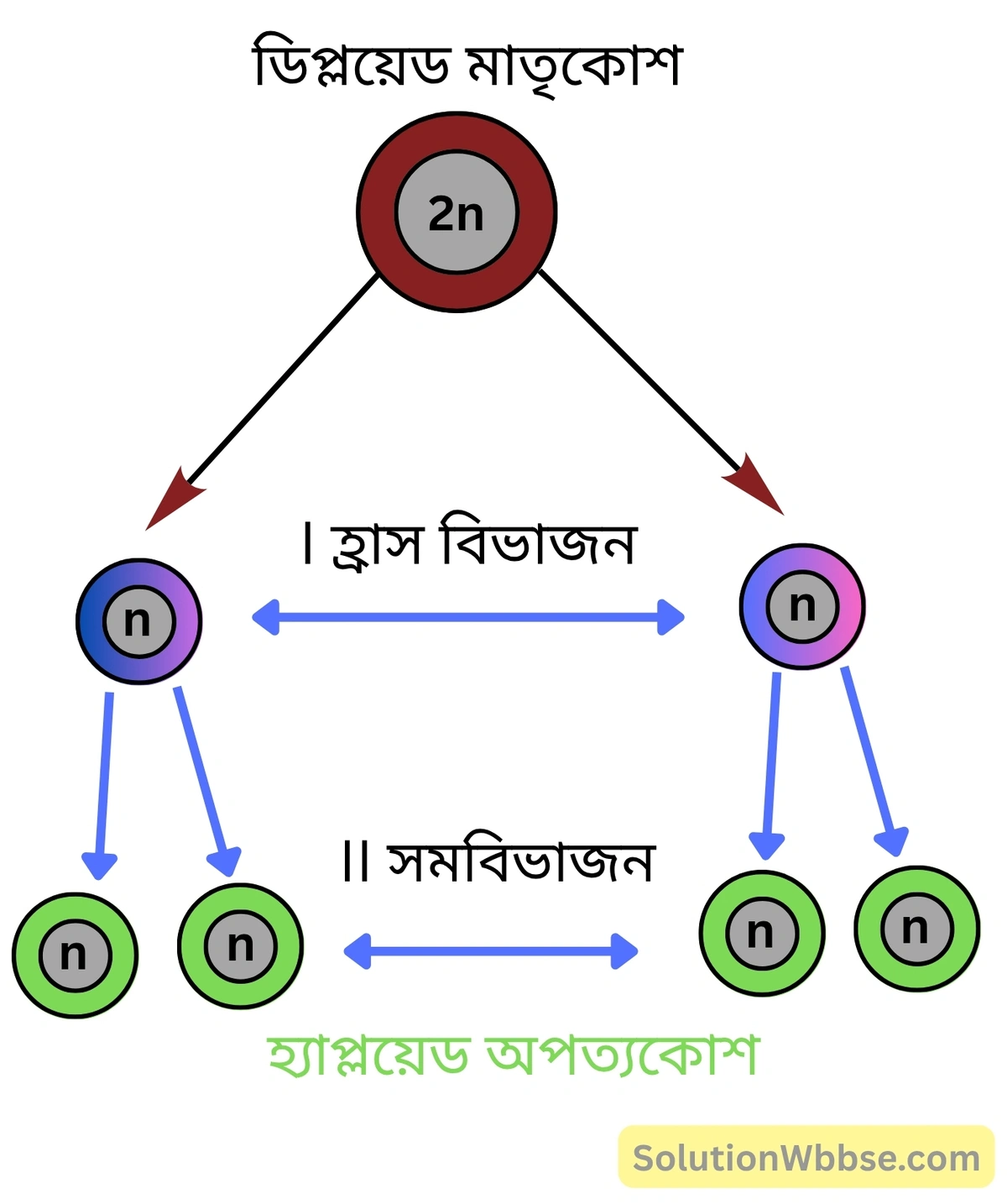মিয়োসিস কোশ বিভাজনকে হ্রাস বিভাজন বলা হয় কেন-