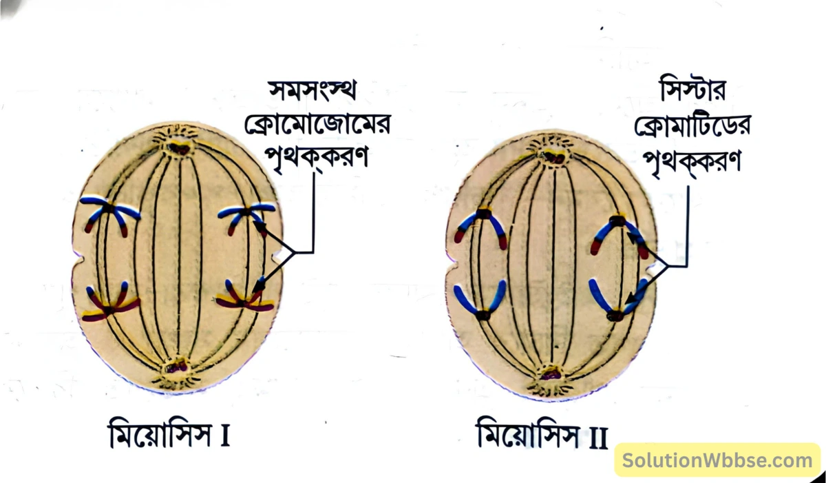 মাধ্যমিক জীবন বিজ্ঞান - জীবনের প্রবহমানতা - কোশ বিভাজন ও কোশচক্র - রচনাধর্মী প্রশ্নোত্তর 16 মিয়োসিস I, মিয়োসিস II
