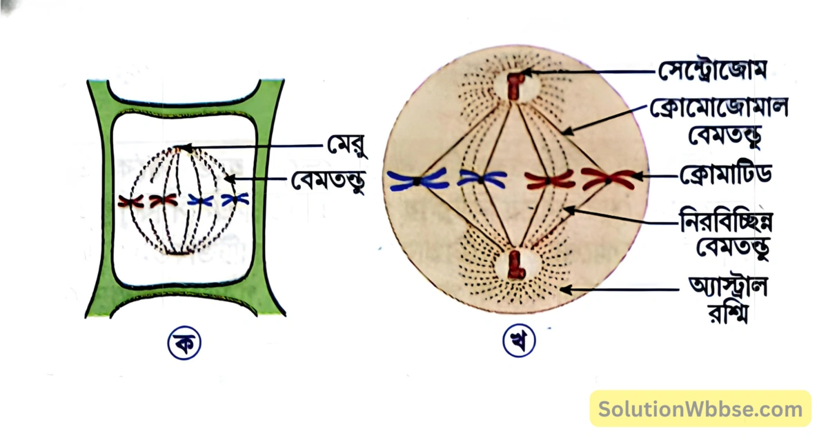 মাধ্যমিক জীবন বিজ্ঞান - জীবনের প্রবহমানতা - কোশ বিভাজন ও কোশচক্র - রচনাধর্মী প্রশ্নোত্তর 10 মেটাফেজ - উদ্ভিদকোশে, প্রাণীকোশে